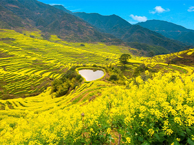 篁嶺梯田油菜花海、廬山、三清山純玩雙飛六天